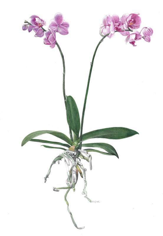 Phalaenopsis I